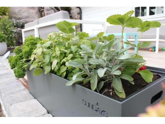 Sundays Frame Planter - selvvannende plantekasse i grå med grønne krydderplanter