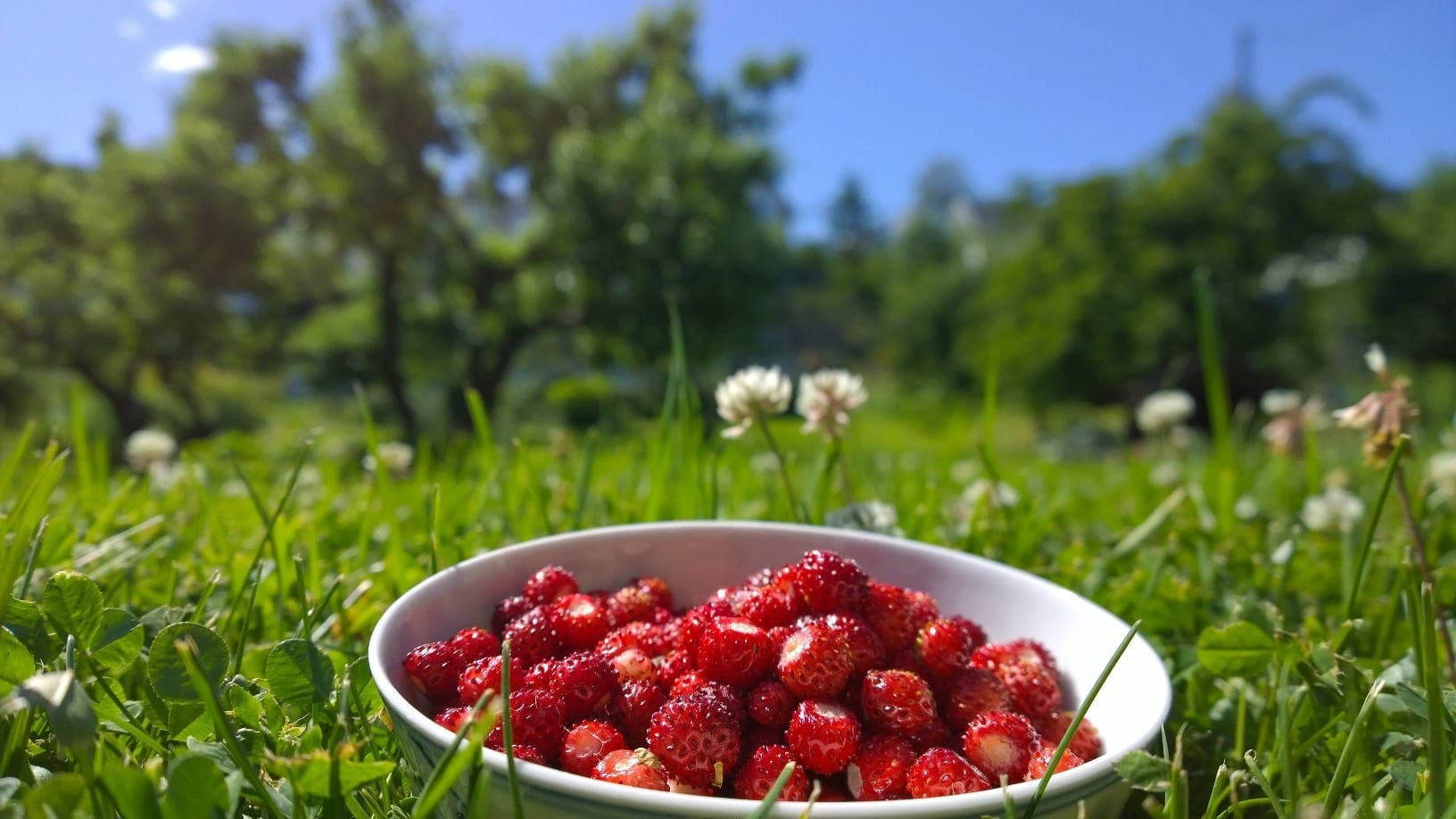 Sommer med villjordbær